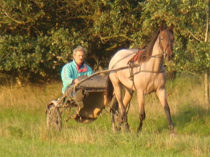 Traver Papaya Kaski  billede 10