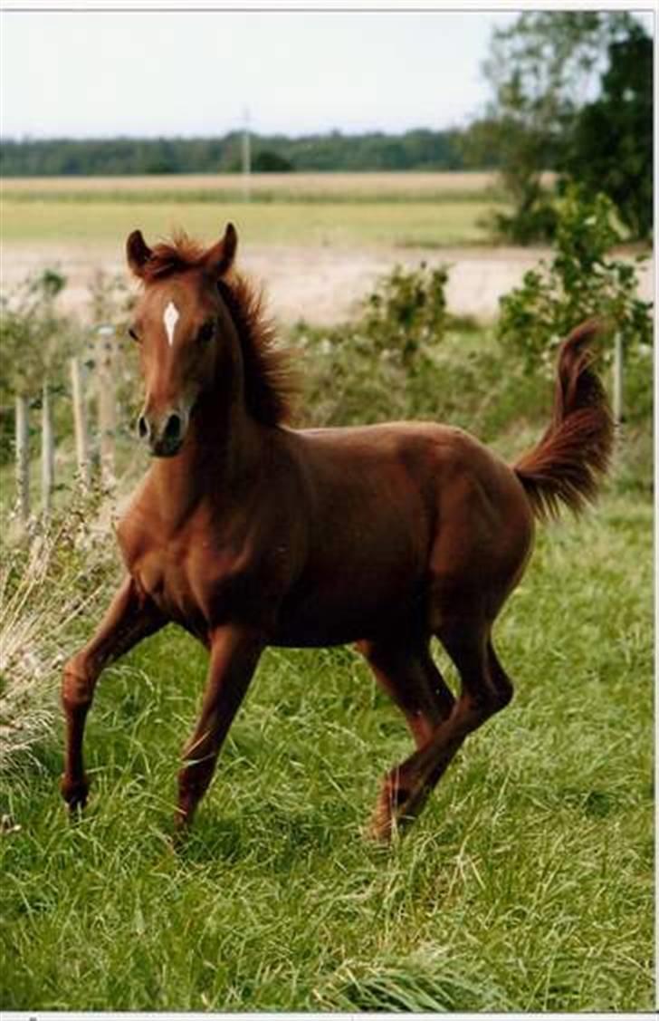 Arabisk fuldblod (OX)  Hektor Solgt - sommern 07 billede 7