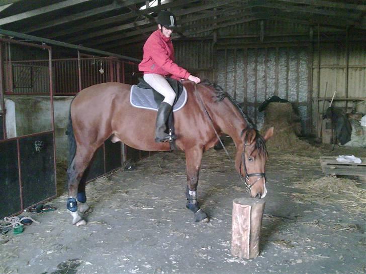 Dansk Varmblod Saxo Søndergård(R.I.P!) - den lugter godtqx hehe se hvor stor han ser ud!Ö billede 14