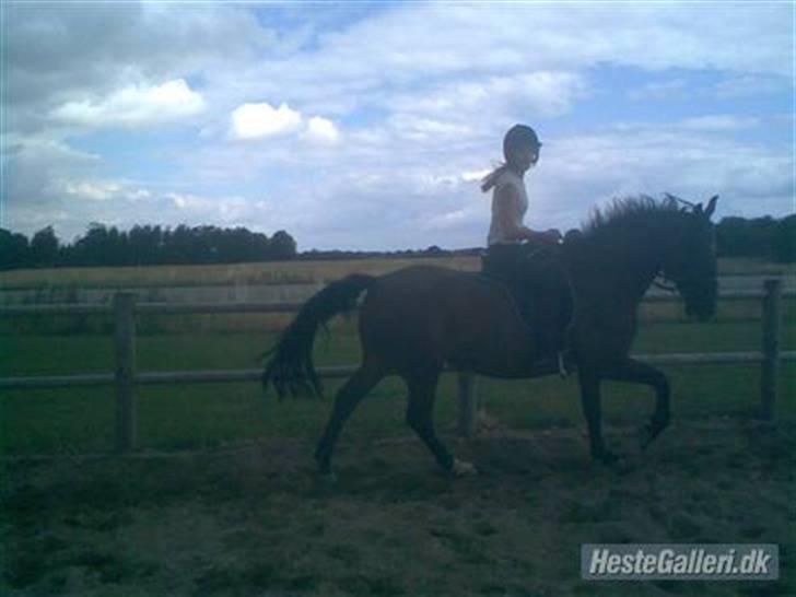 Anden særlig race quinta Soglt - vi øver dresur (fotograf michelle) billede 2