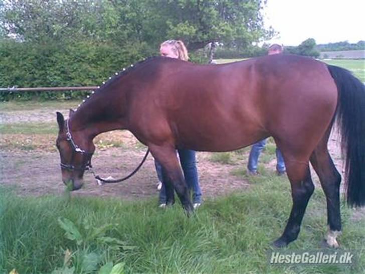 Anden særlig race quinta Soglt - efter stævne fik en 3 plads billede 3