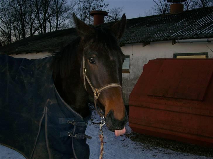 Dansk Varmblod baggesholm devine soglt - til ære for fotografen:) billede 2