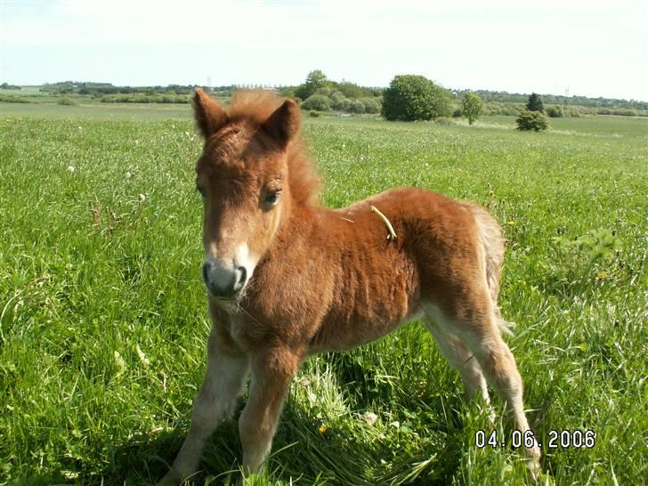 Shetlænder Nørbæks Mio billede 10