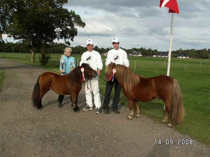 Shetlænder Nørbæks Mio - Mio og Milla, sulsted 2008, fed dag med Ærespræmie til dem begge 2. billede 11