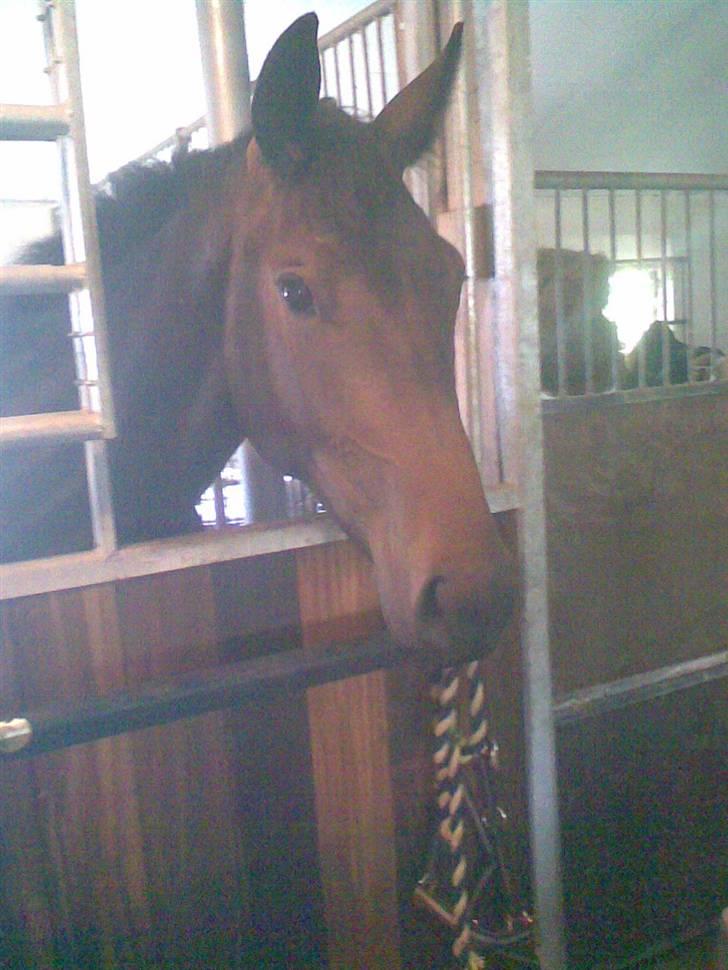 Dansk Varmblod baggesholm devine soglt - man kan ikke andet end at blive glad når man bliver mødt med sådan et ansigt hver dag du kommer i stalden:) billede 12