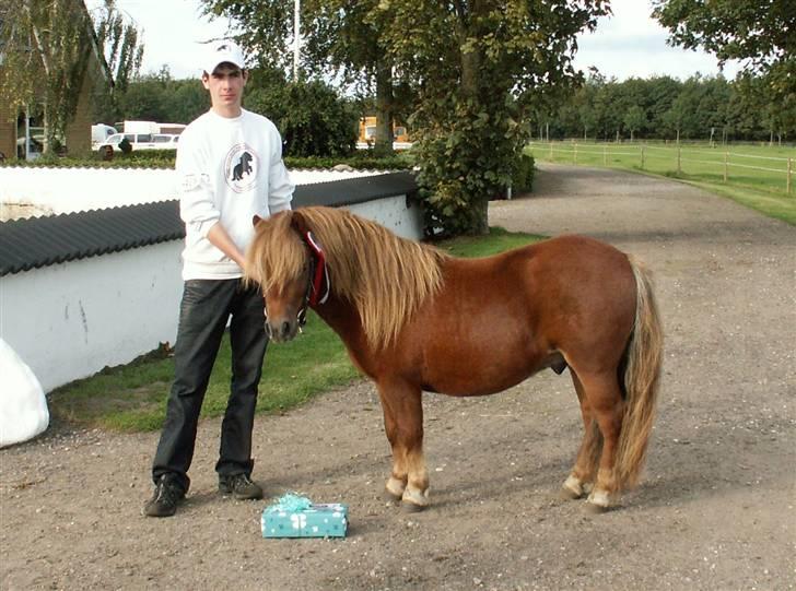 Shetlænder Nørbæks Mio - mio i sulsted 2008 billede 12