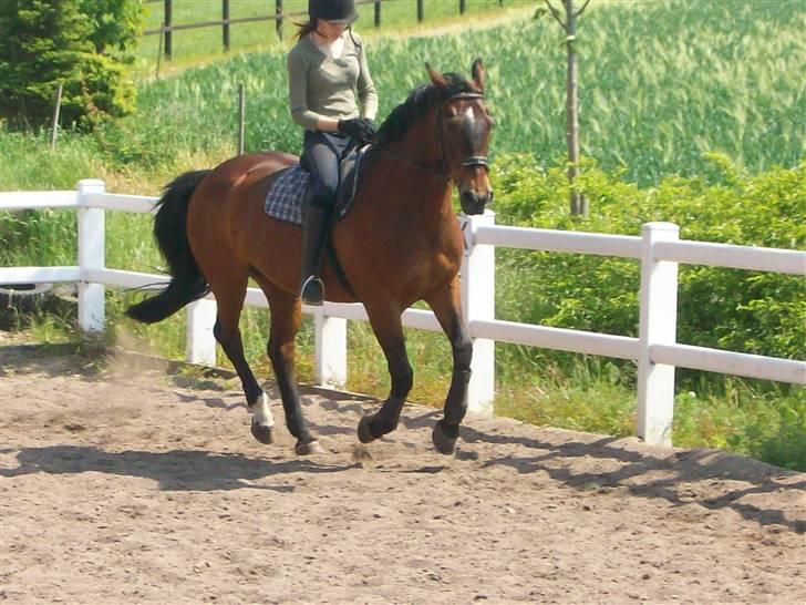 Anden særlig race quinta Soglt - galop(fotograf min søster) billede 5