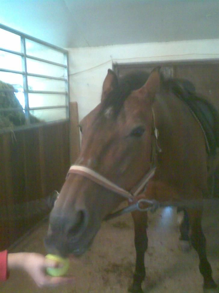 Anden særlig race quinta Soglt billede 7