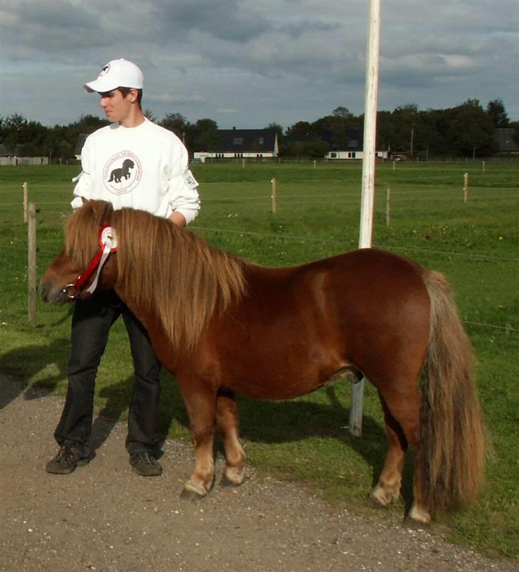 Shetlænder Nørbæks Mio billede 13