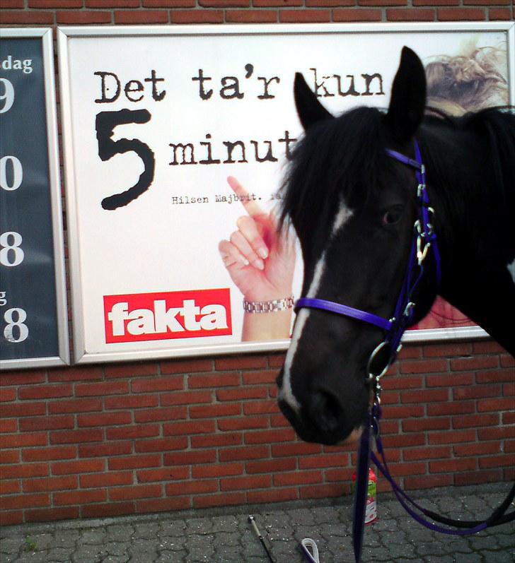 Tinker Frida - En tur til Fakta i Vissenbjerg. Frida var ikke overbevist om, at hende den store pegende dame, ikke er farlig... billede 27