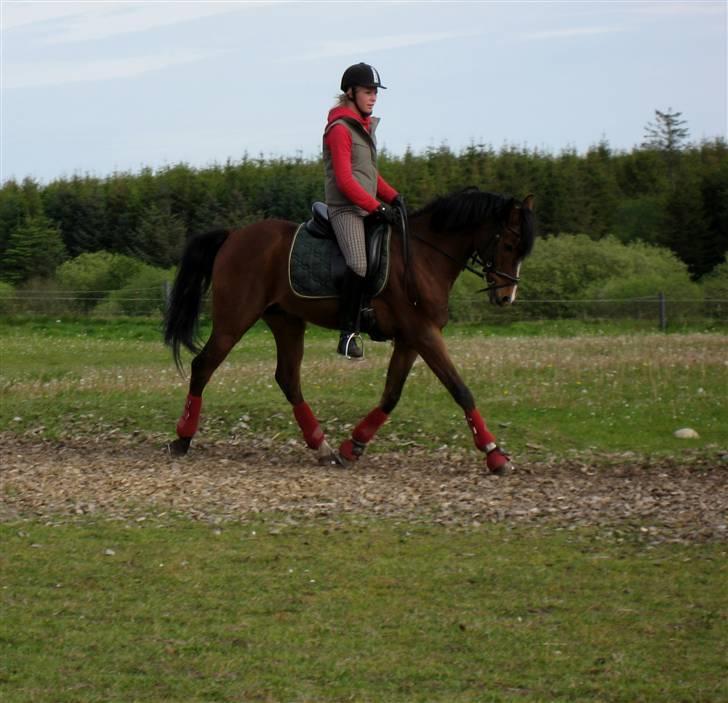 Anden særlig race MagicDonKarnage gl. låne. - undervisning d. 15 maj - 09. billede 17