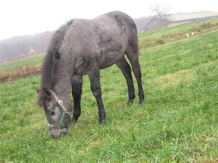 Connemara Ravnsholts Ca’deaú-R.I.P billede 10