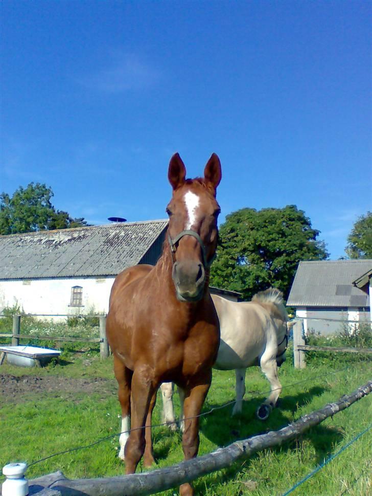 Dansk Varmblod skovvejens Isabella R.I.P billede 1