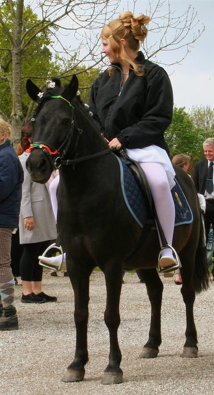 Shetlænder sonny boy billede 8