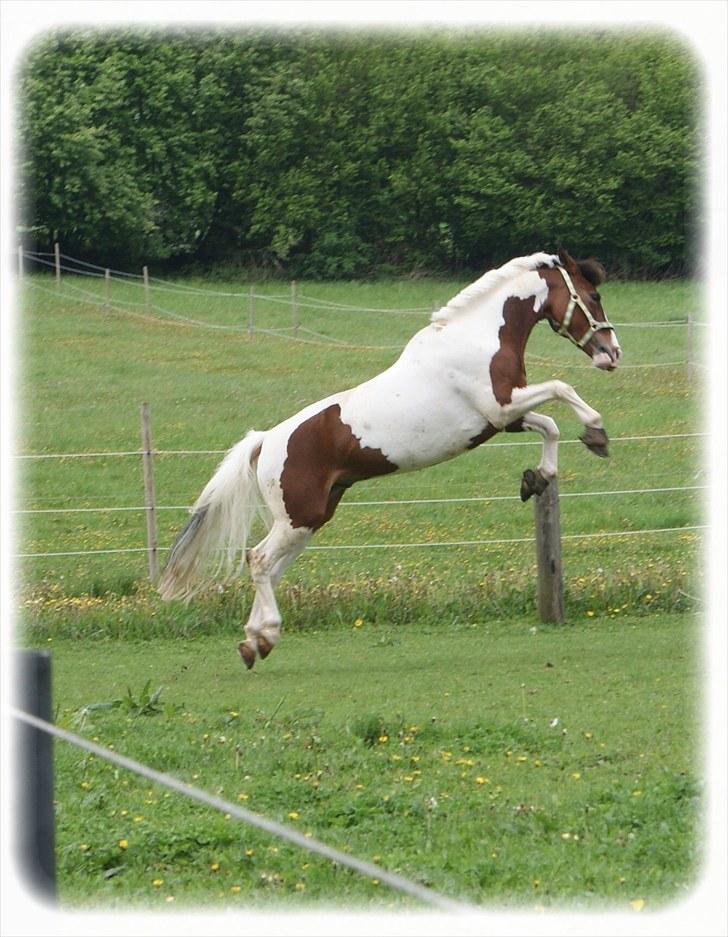 Pinto Mosedals Pinochio LANDSPONY [SOLGT] - Tjah .. En smule DAMP som altid?! xD billede 5