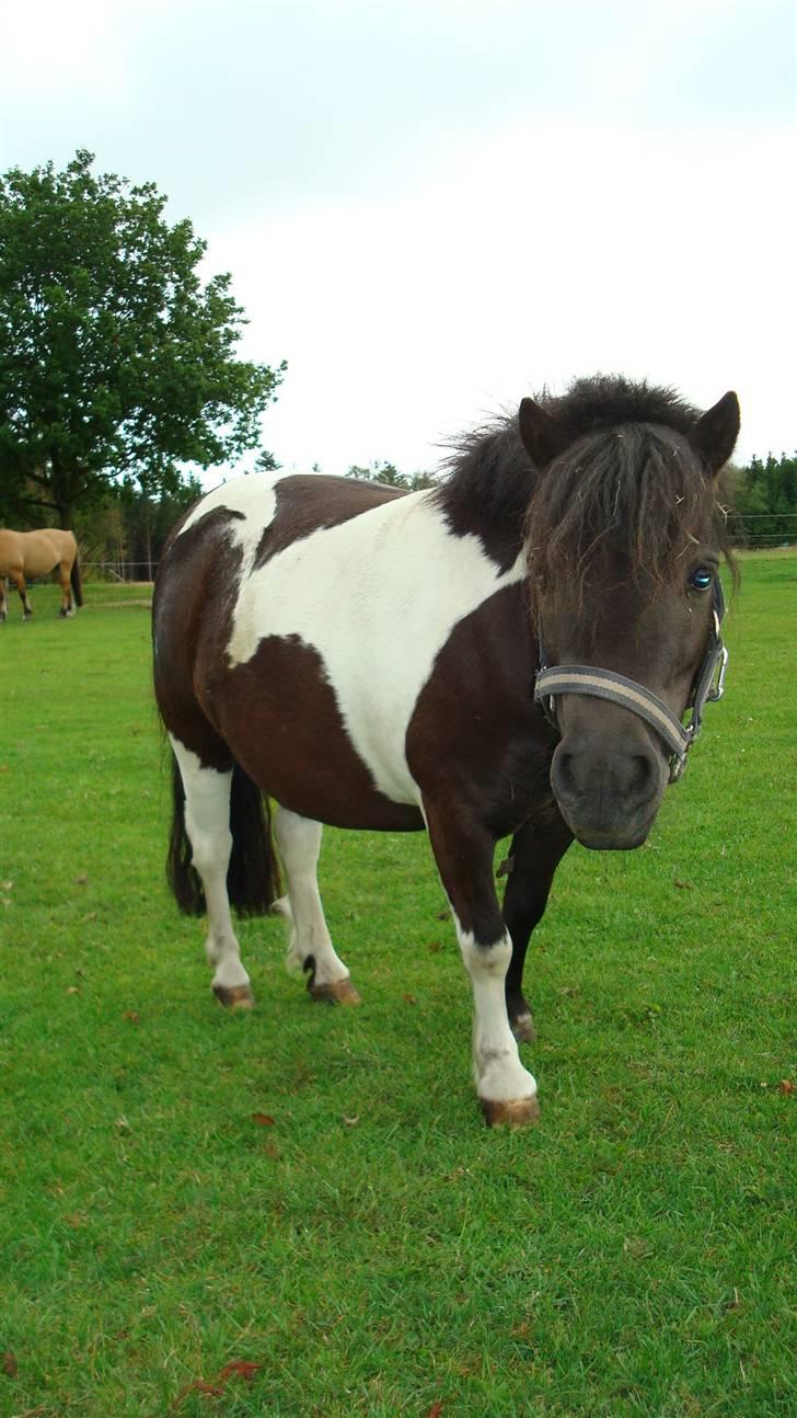 Anden særlig race Pusle - Velkommen til Pusles profil (: <3 håber i smider en kommentar :) billede 22