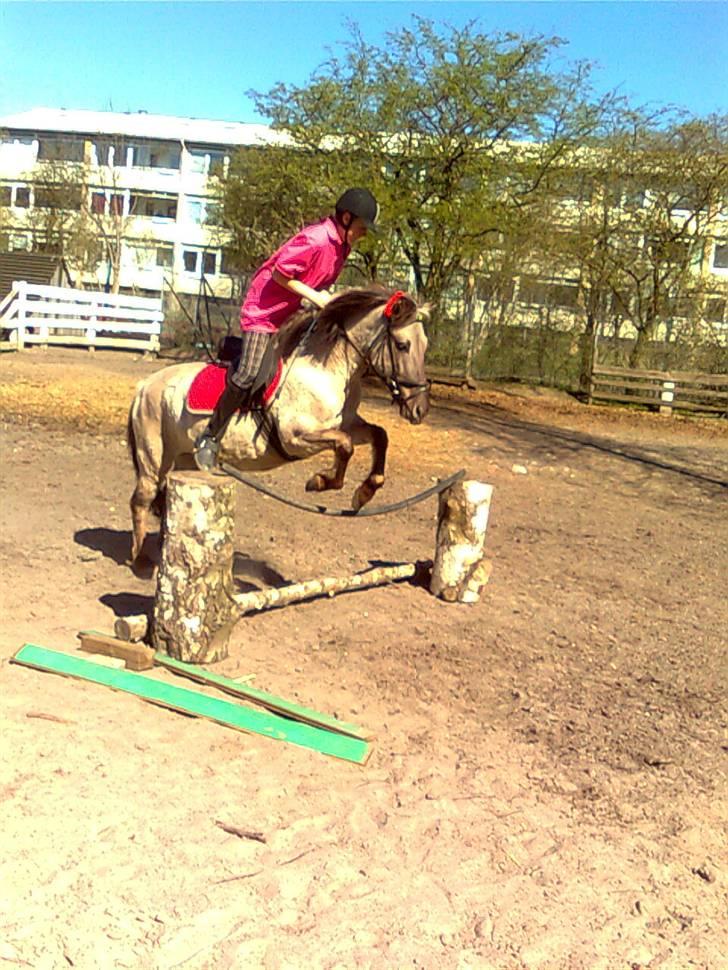 Konik Polski Hodja - Frede & Hodja, springer 65 cm [Foto: Bettina] - Undskyld kvaliteten. billede 18