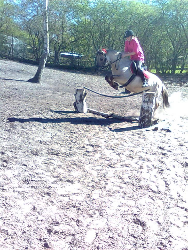 Konik Polski Hodja - Frede & Hodja, springer 65 cm [Foto: Bettina] - Undskyld kvaliteten. billede 19