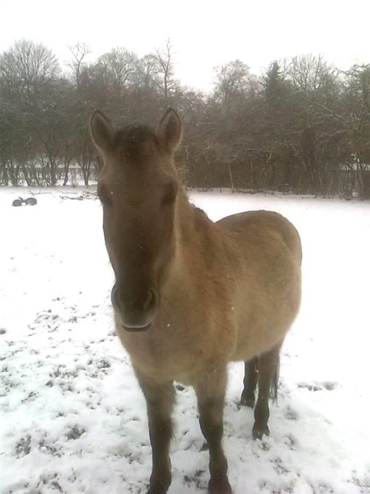 Konik Polski Hodja - Hodja i sneen :) billede 20