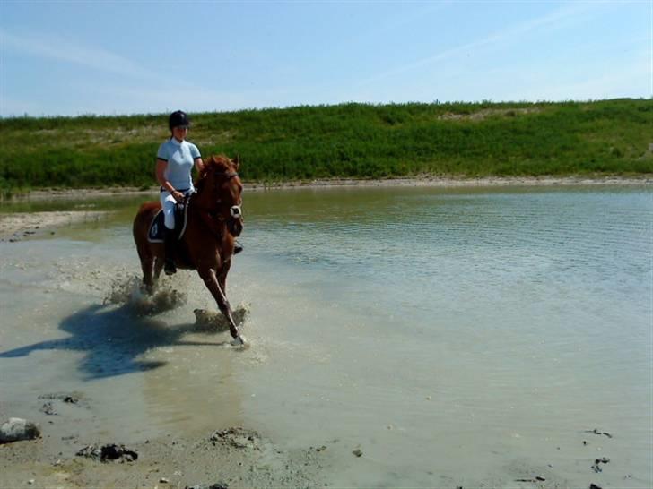 Hannoveraner • Jungle Fever (Hugo) - © Rikke Jensen billede 10