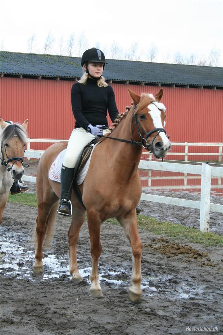 Anden særlig race O'malley | *! SOLGT:'( !* - Hold-dressur med nissehue:) VINDER AF KLASSEN:) billede 11