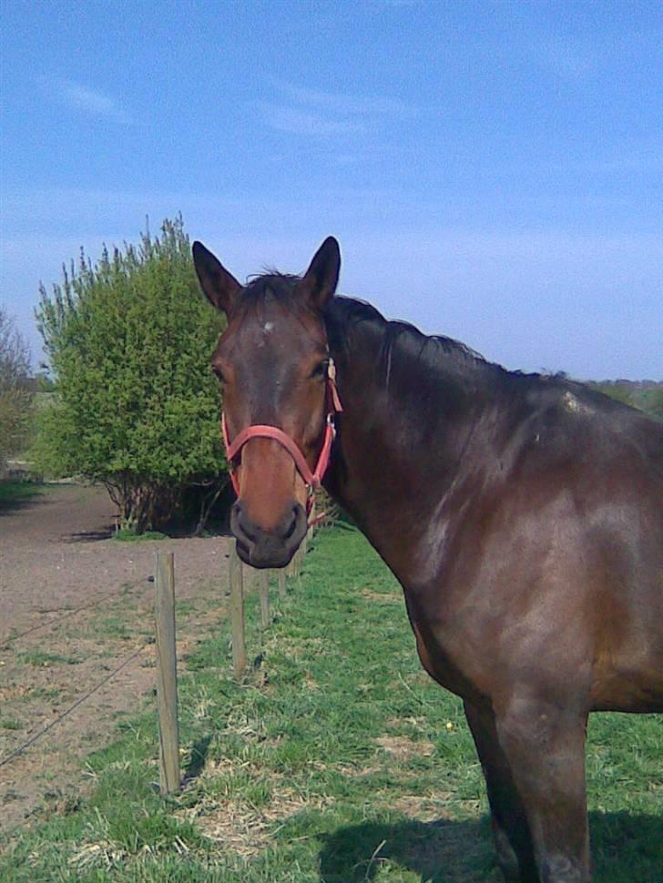 Oldenborg Egelund Milagro - I love you. Not for what you are or what you do, but for what I am, when I'm with you.  billede 8