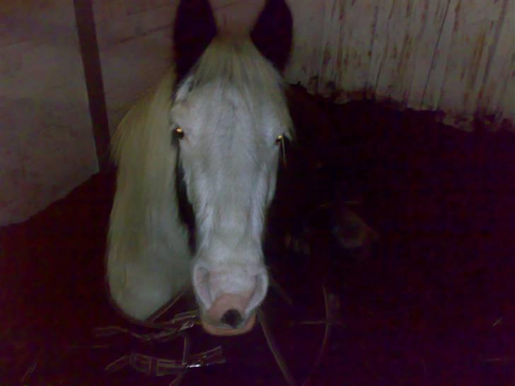 Irish Cob Næbbet's Victor (SOLGT) billede 15