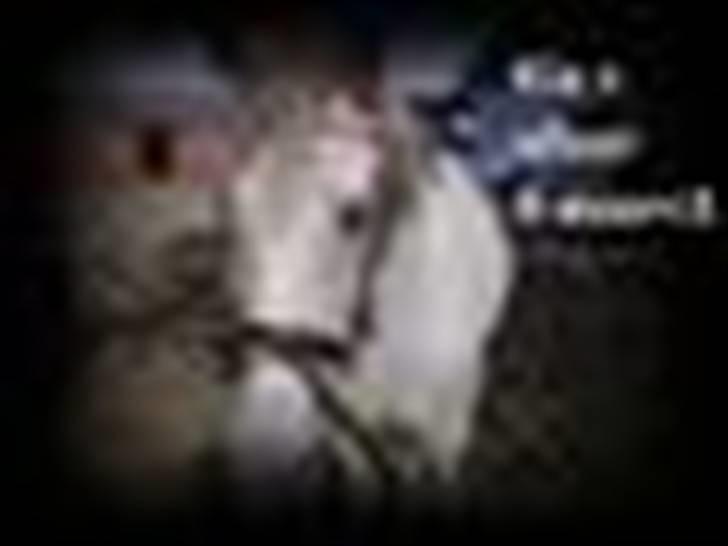 Hollandsk Sportspony silver (Rideskole-pony) billede 9