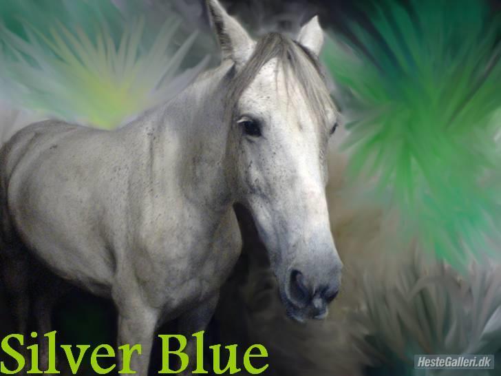 Hollandsk Sportspony silver (Rideskole-pony) billede 11