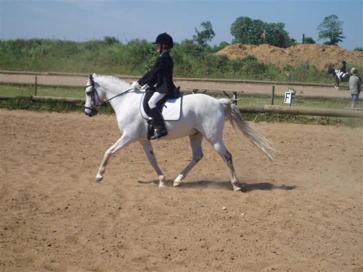Welsh Pony (sec B) Bohemo Idol - Mig og idol til stævne:D billede 1