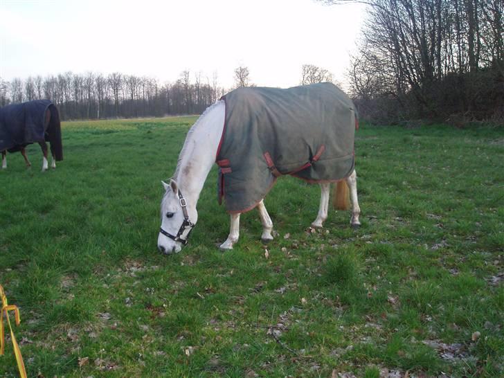 Welsh Pony (sec B) Bohemo Idol - Dollen på fold billede 4