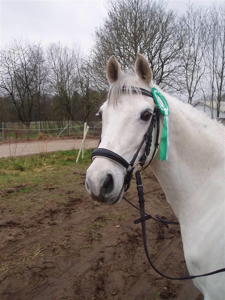 Welsh Pony (sec B) Bohemo Idol billede 6