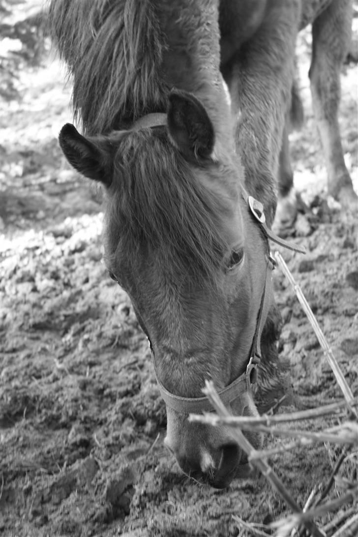 Arabisk fuldblod (OX) Thunder Cat OX -  d. 8/2-09     Foto: Stærkær Foto billede 11