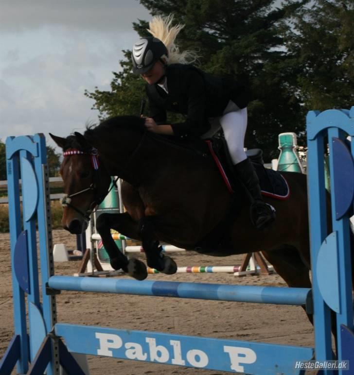 Irsk Sportspony Clover Island - 16) Clover på HSK i LB<333 FOTO: Min far billede 16