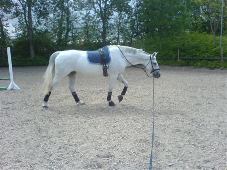 Dansk Varmblod Image - Skimle i longe, skridt. 18/7-08 billede 12