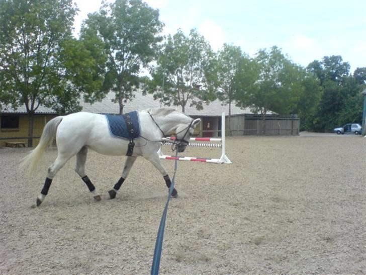 Dansk Varmblod Image - Longe, trav, 18/7-08 billede 13