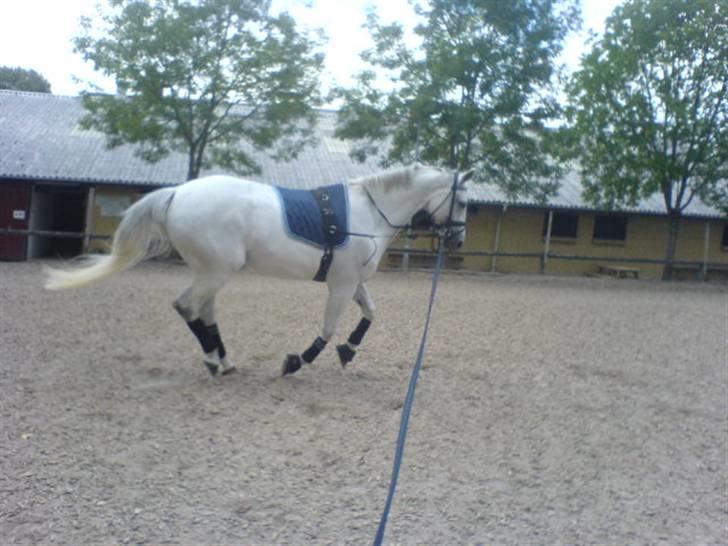 Dansk Varmblod Image - Galop, 18/7-08 billede 14