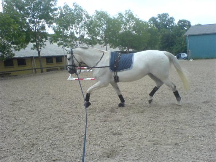 Dansk Varmblod Image - Trav, 18/7-08 billede 15