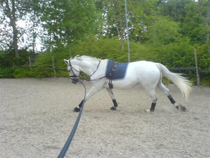 Dansk Varmblod Image - Galop igen, 18/7-08 billede 16