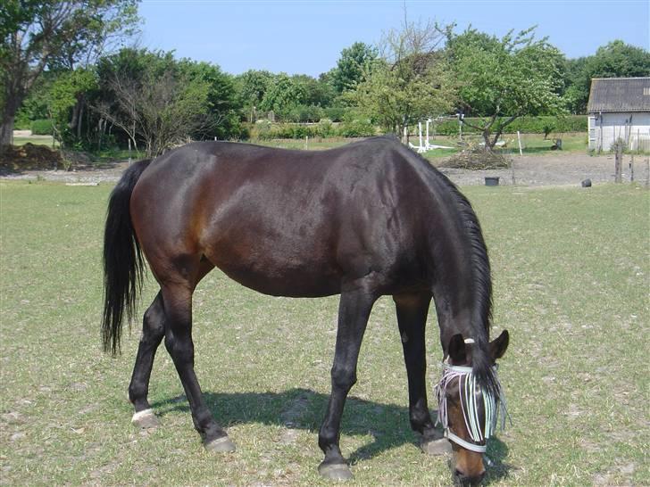 Dansk Varmblod Bella Star R.I.P billede 11