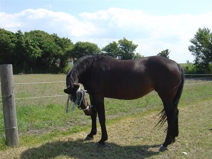 Dansk Varmblod Bella Star R.I.P billede 12