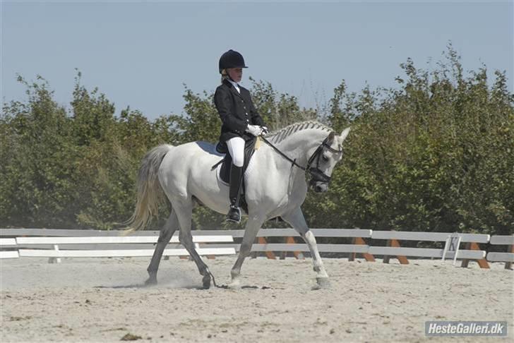 Welsh Pony (sec B) Lyngvejens Komet (solgt) - jeg var til stævne på solrød, hvor jeg red lb1, tak til katrine Hoxer så har taget billedet.  billede 5