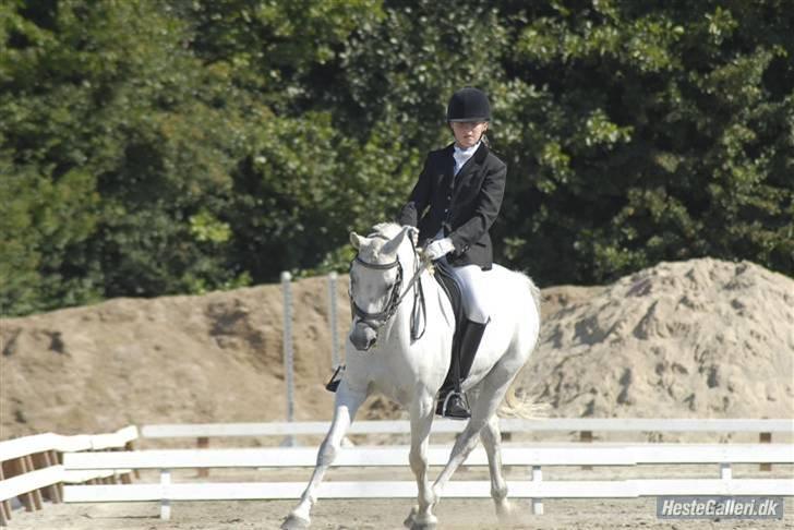 Welsh Pony (sec B) Lyngvejens Komet (solgt) - komet også mig i en øgning.  billede 6