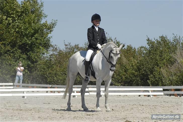 Welsh Pony (sec B) Lyngvejens Komet (solgt) - Hej og goddag ! :-)  billede 7