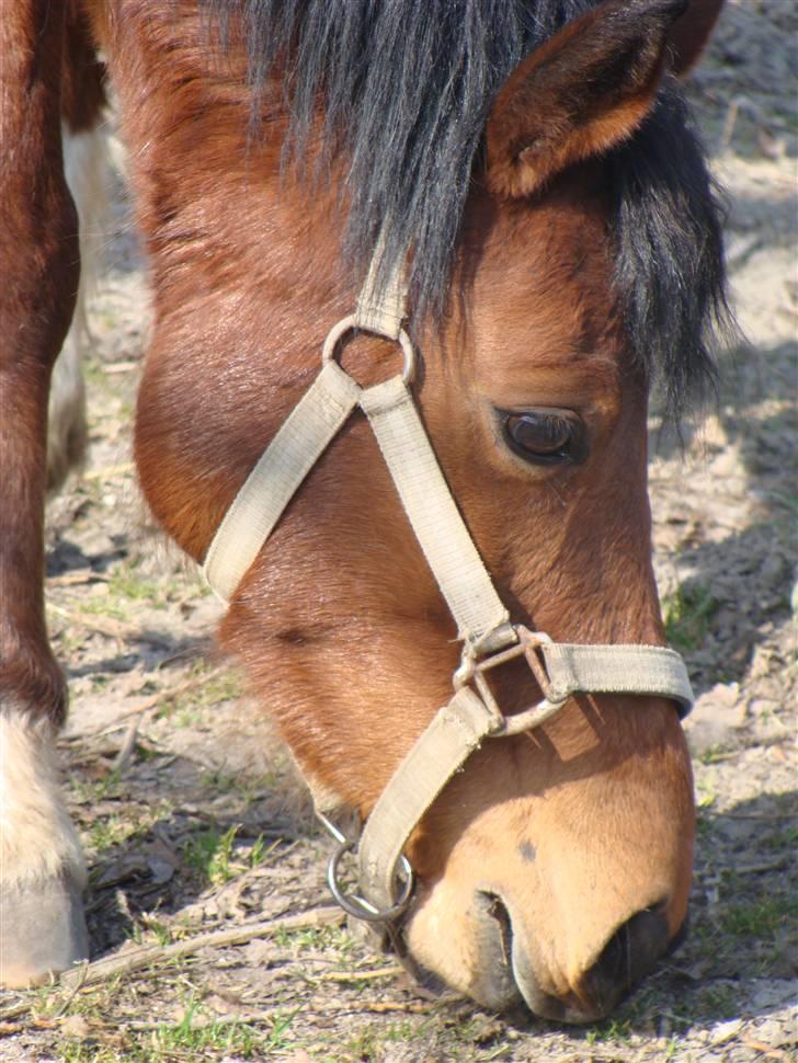 Anden særlig race Lille Mand - spiser :D billede 8