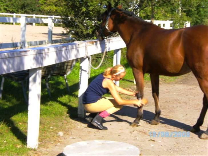 Anden særlig race charmain billede 2
