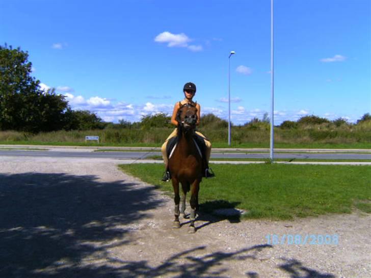 Anden særlig race charmain billede 6