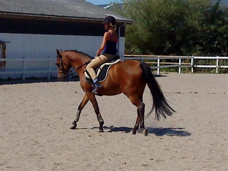 Anden særlig race charmain billede 7