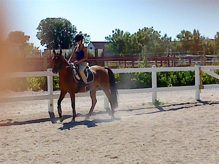 Anden særlig race charmain billede 8