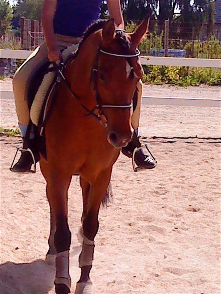 Anden særlig race charmain billede 9